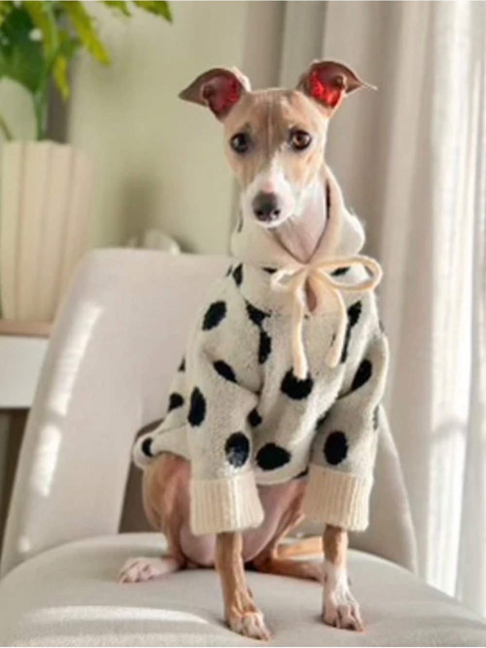 FURB VENICE IVORY + BLACK POLKA DOT DOG HOODIE